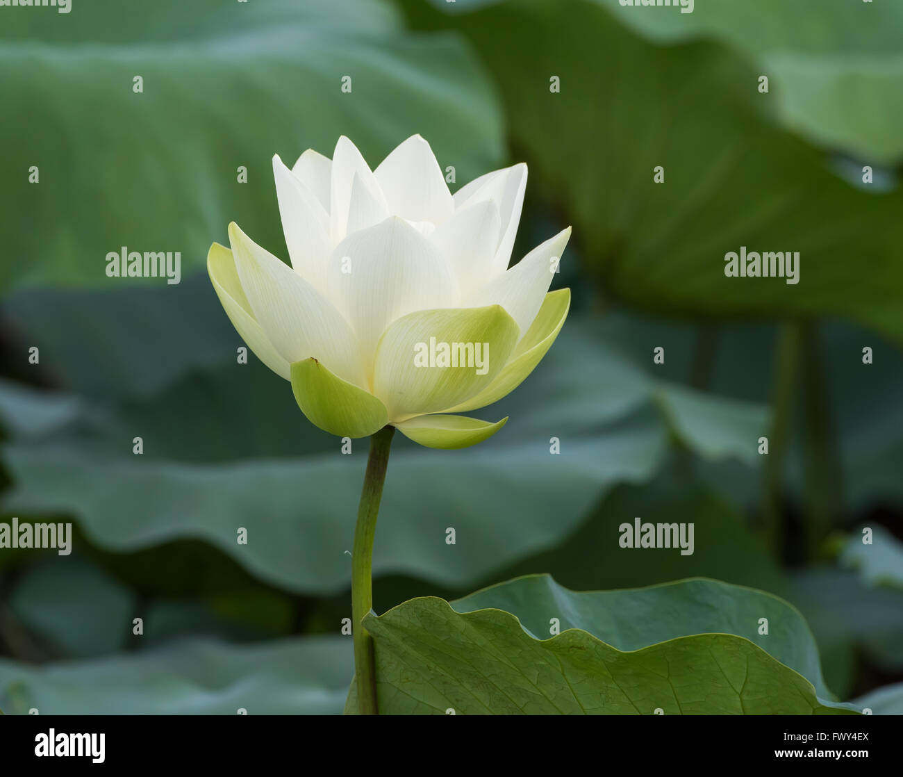 Weißer Lotusblume Stockfoto