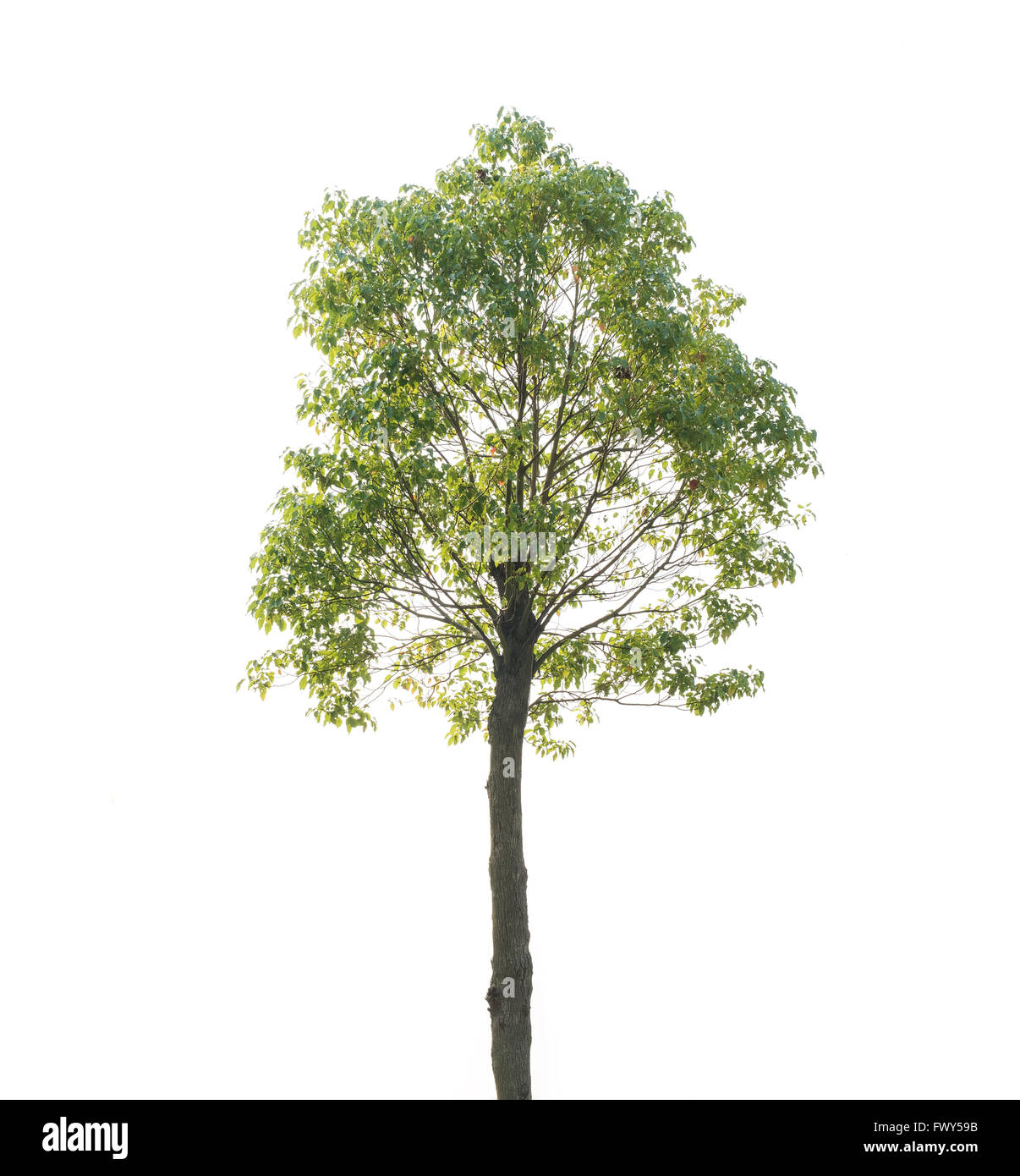 Pflanze Baum Stockfoto