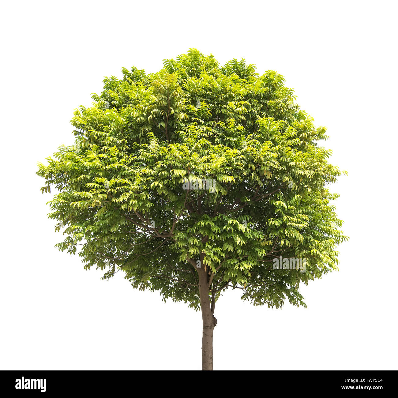 Pflanze Baum Stockfoto