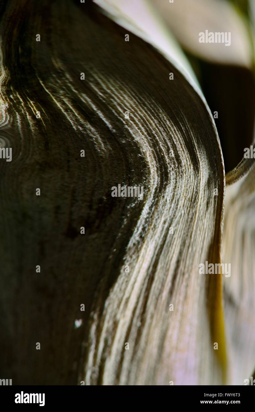 Licht Schatten Ananas Blatt, schöne Struktur Textur Stockfoto