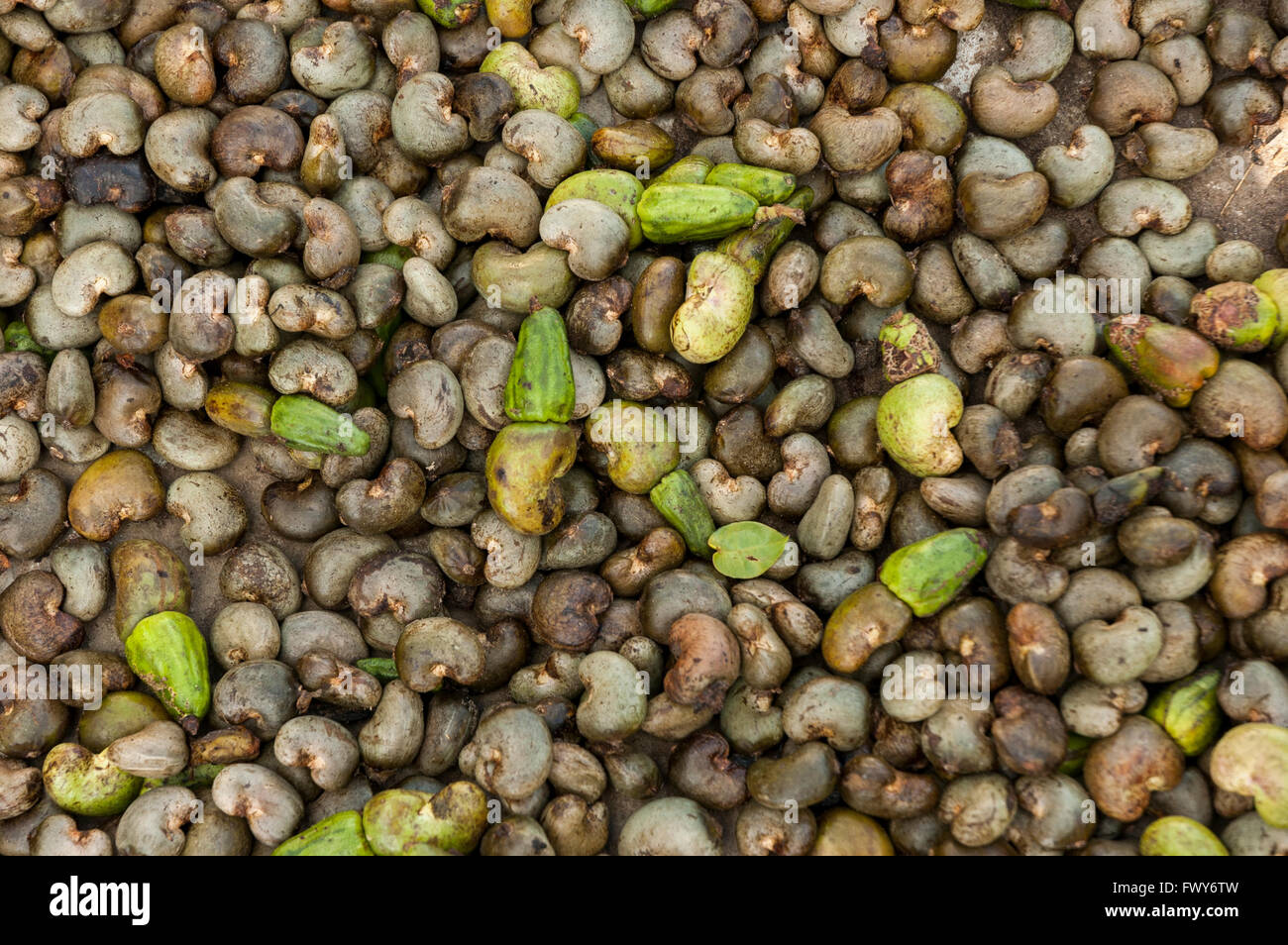 Row Cashewnüsse auf dem Boden verstreut Stockfoto