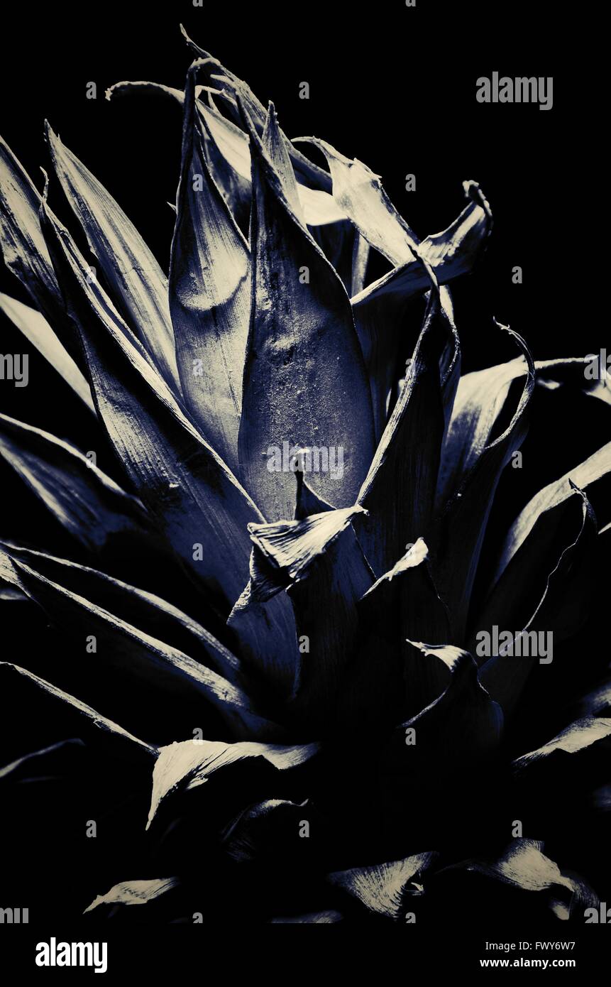 Licht Schatten Ananas Blatt, schöne Struktur Textur Stockfoto