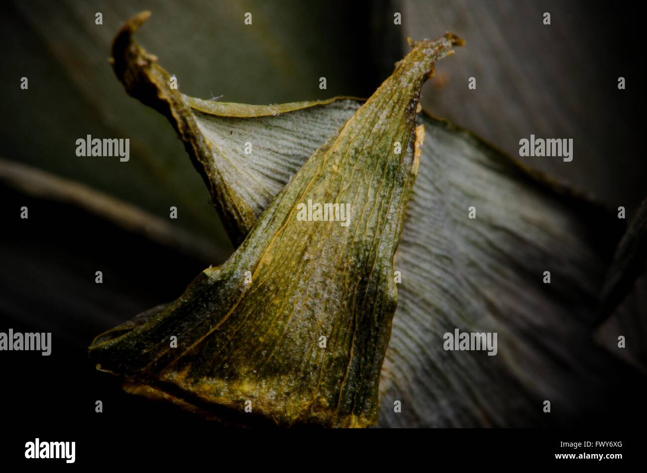 Licht Schatten Ananas Blatt, schöne Struktur Textur Stockfoto