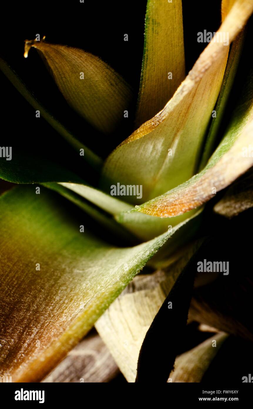 Licht Schatten Ananas Blatt, schöne Struktur Textur Stockfoto