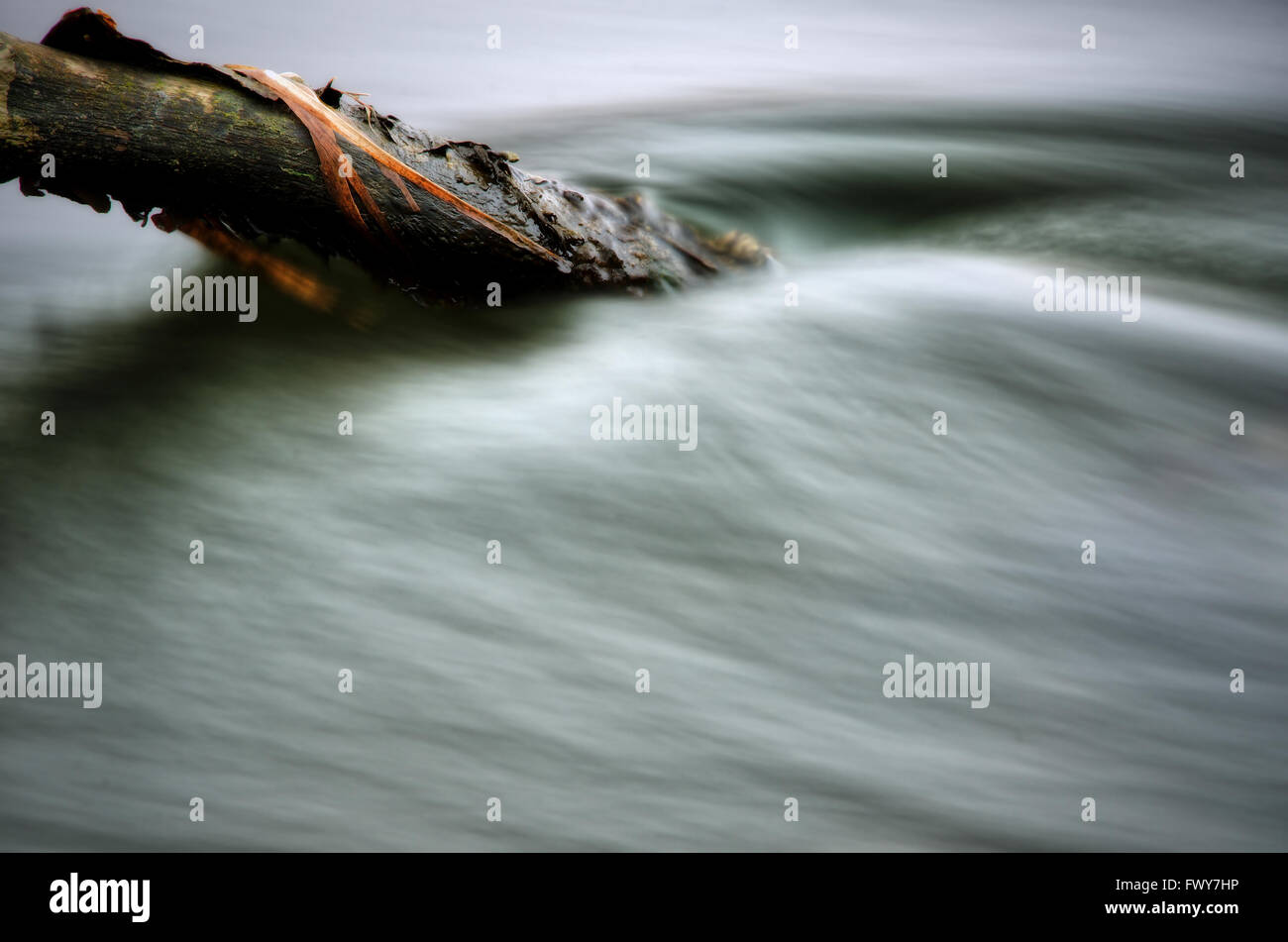 Moosigen Zweig in den Fluss, kleine Flut Stockfoto