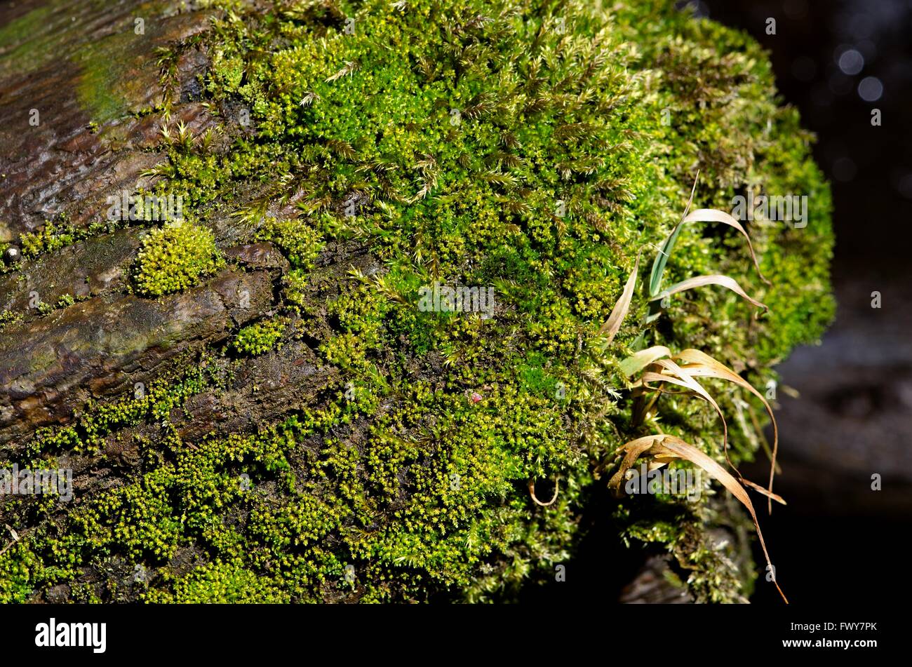 Detail-Textur im Streiflicht Sonne Moos. Stockfoto