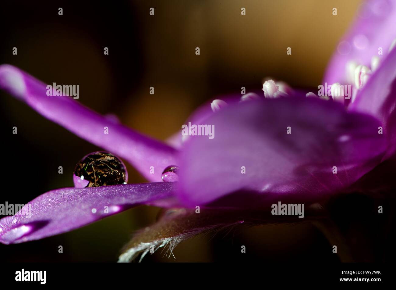 Lila Blüte mit dem Tau, Frühling Schuss Hintergrund weichzeichnen. Stockfoto