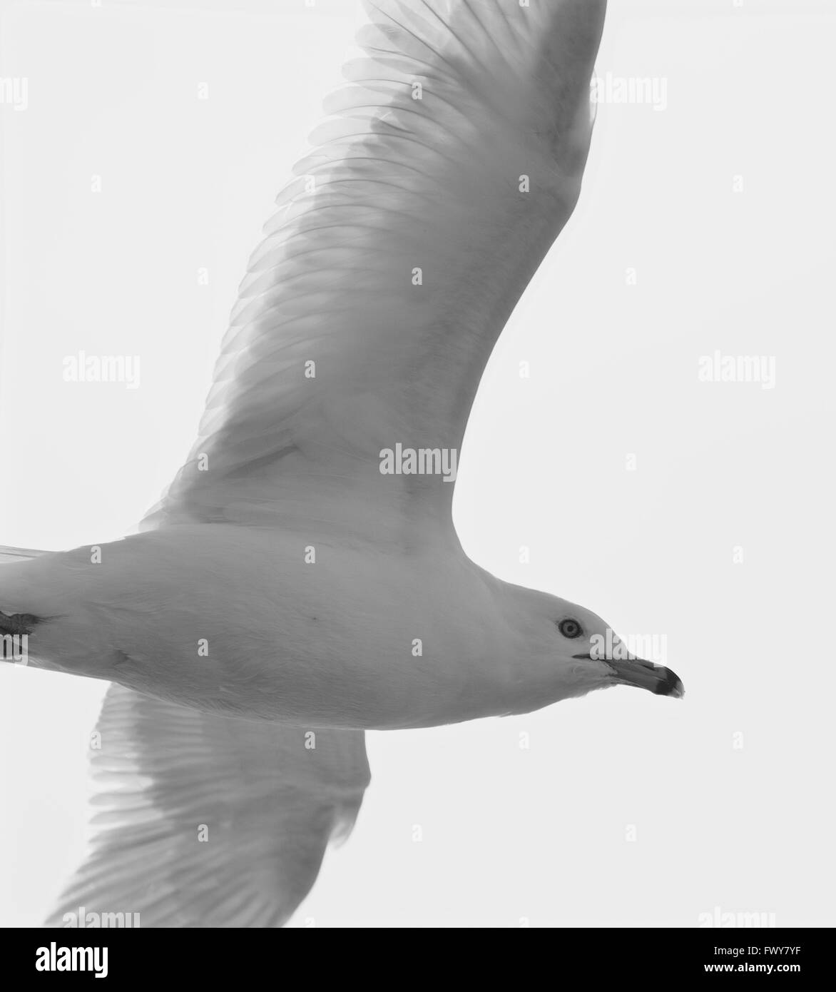 Schwarz / weiß-Bild mit der fliegenden Ring-billed Möwe Stockfoto
