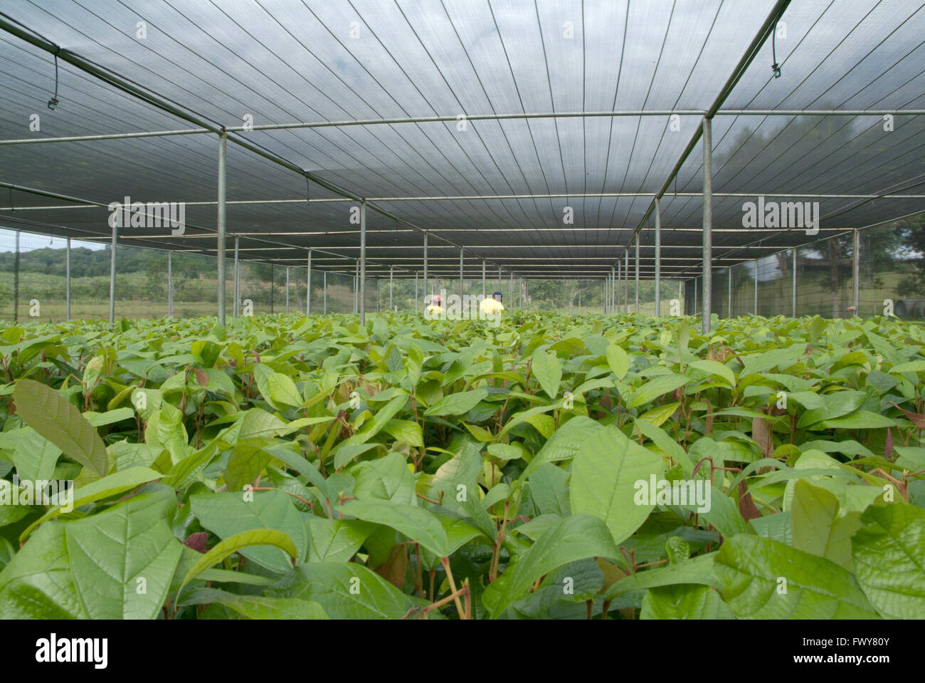 Kakaopflanzen, Kakaofarm Stockfoto