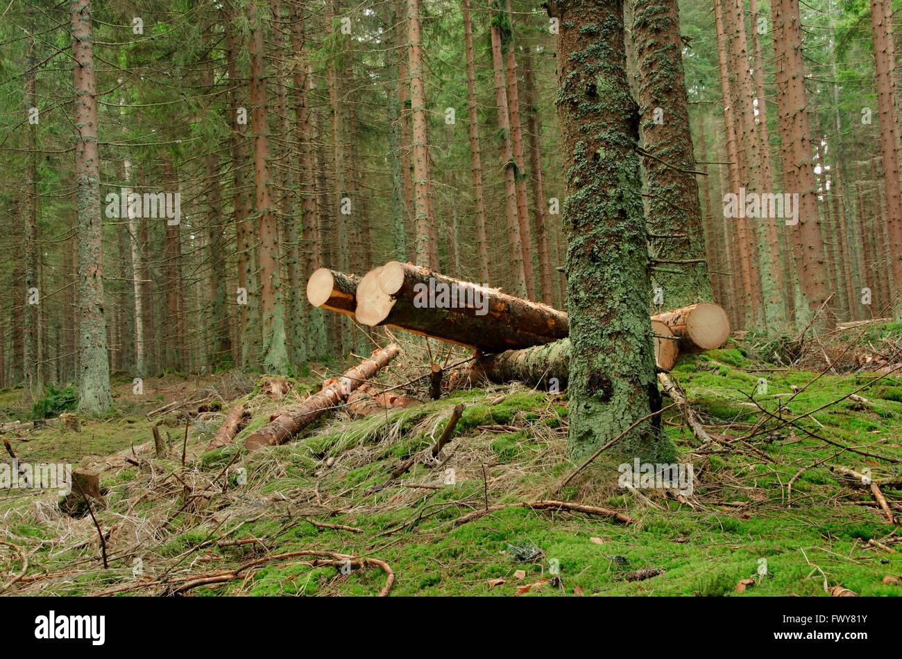 Einige Bäume im Wald im Sommer Stockfoto