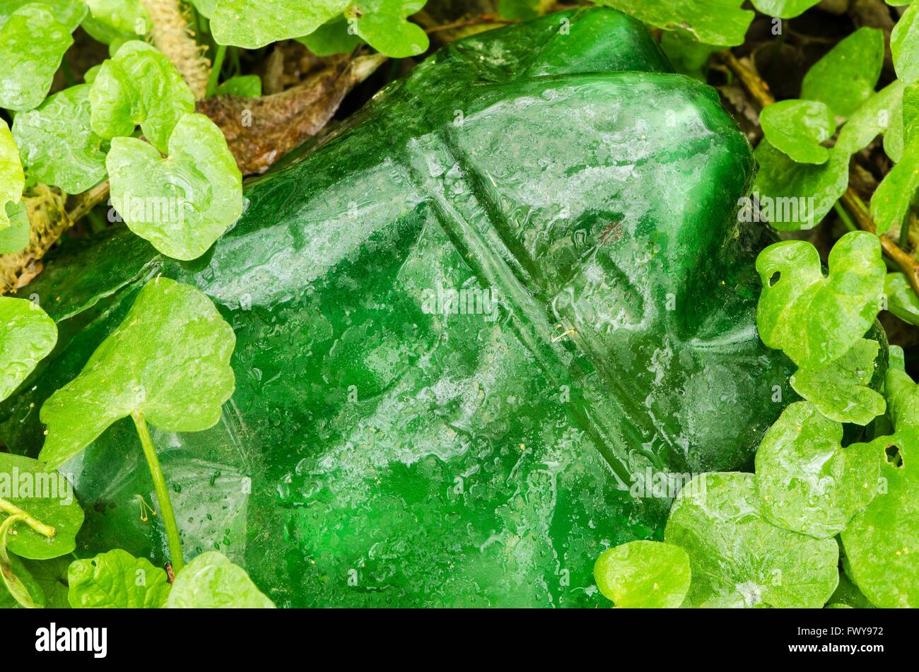 Grüne Plastikflasche oder Abdeckung Blätter zwischen Stockfoto