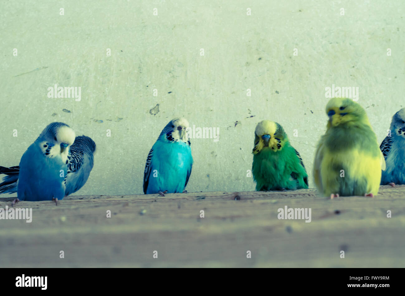 Gruppe von exotischen bunten Papageien Stockfoto