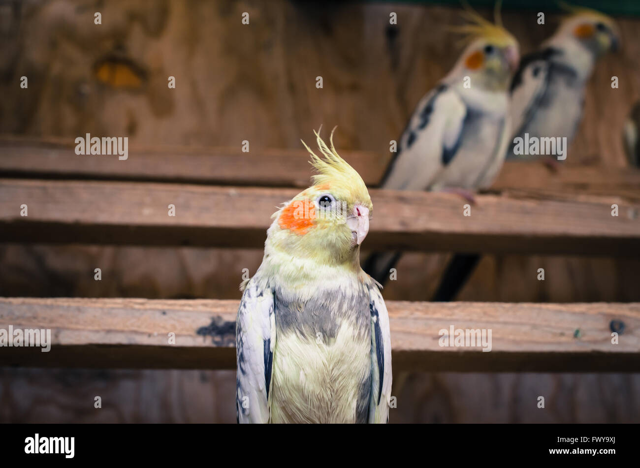 exotische bunte Papagei Vogel sitzt Stockfoto