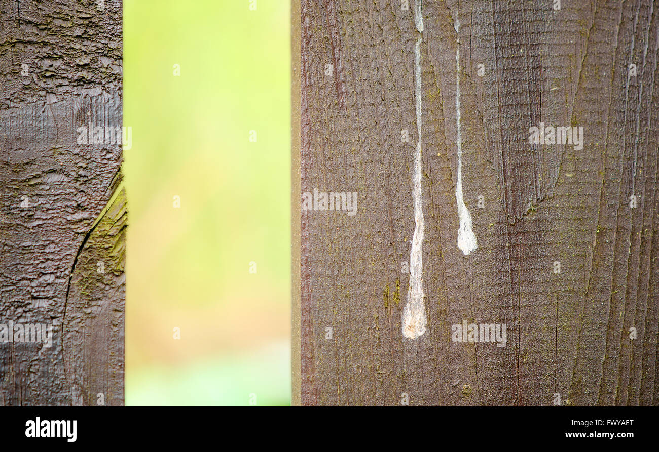 Zwei braune Planken mit weißer Vogel Mist isoliert auf grünen Weichzeichnen Hintergrund. Stockfoto