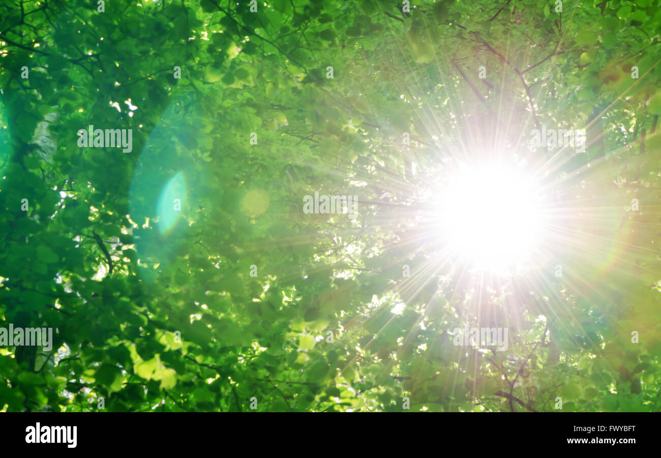 Sonne unter Bäumen, grünen Natur Hintergrund. Stockfoto