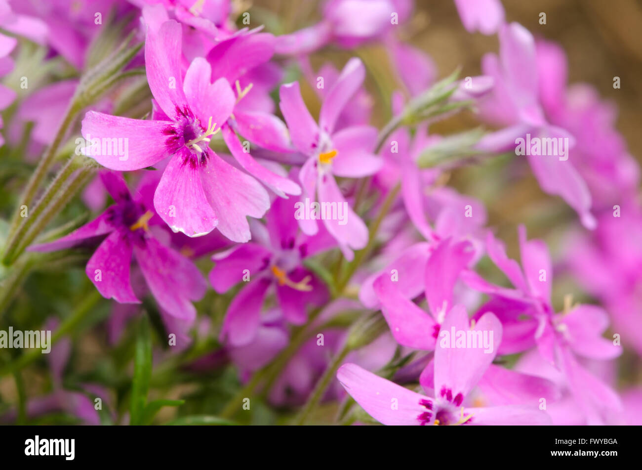 Detail der alpinen Pflanzen mit rosa Blüten. Stockfoto