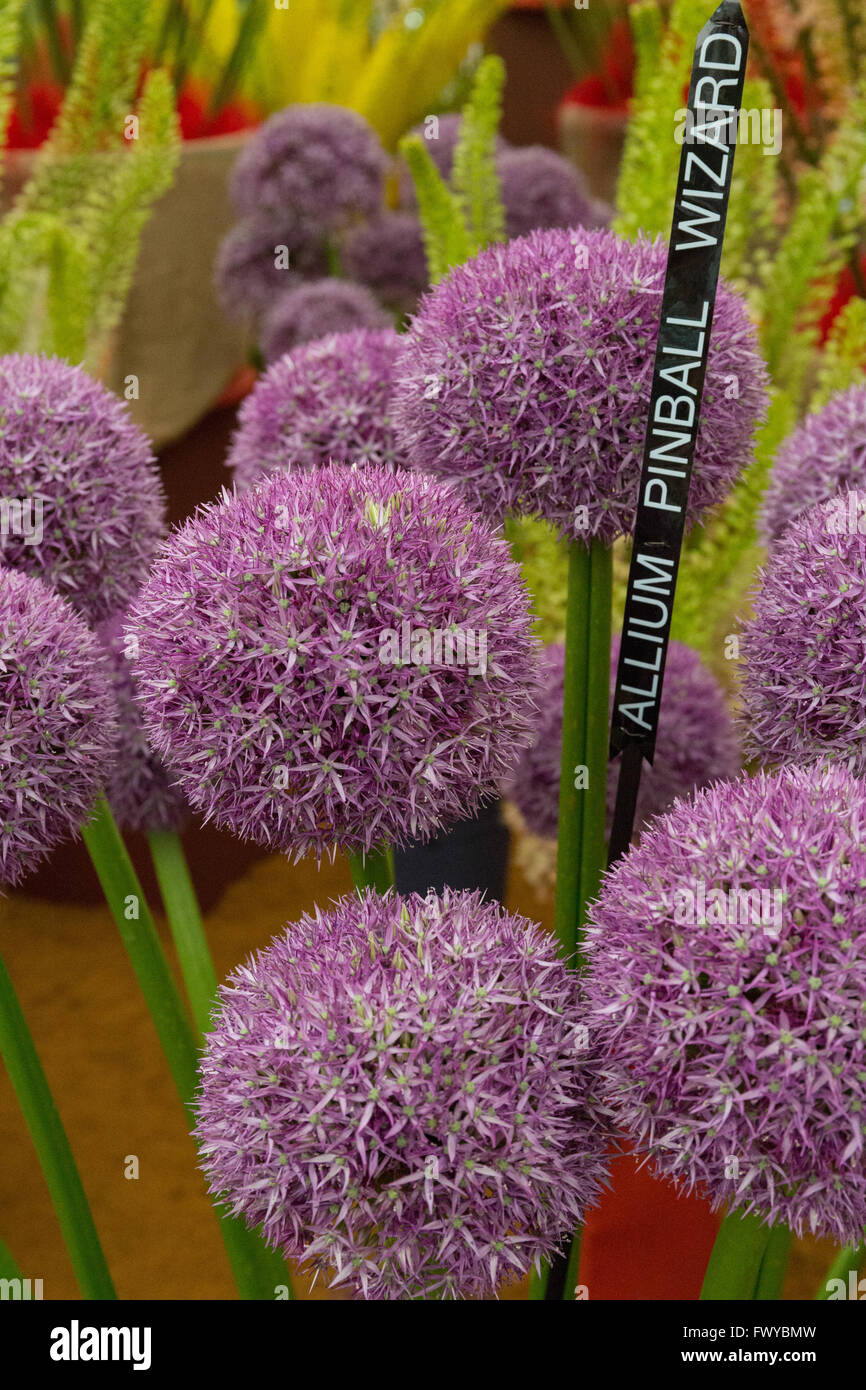 Blume-Display in einem Ausstellungszelt bei der RHS Hampton Court Flower show Stockfoto