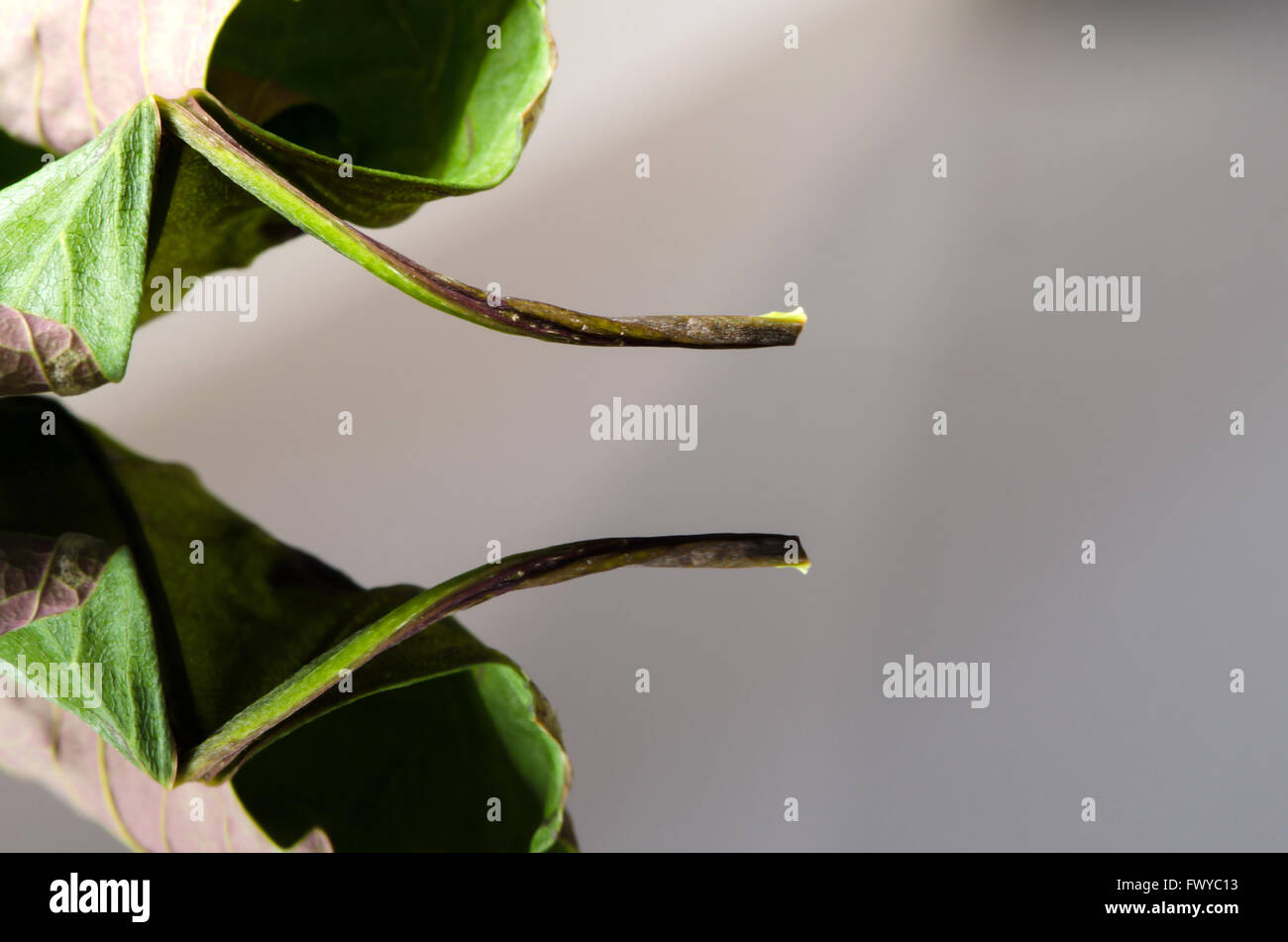 Alten trocknen Acer Blatt auf schwarz weißen Hintergrund mit Reflexion. Stockfoto