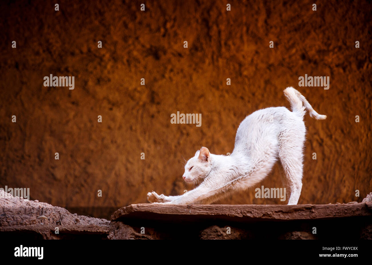 Weiße Yoga Katze tun, nach unten gerichteten unten Hund-pose Stockfoto