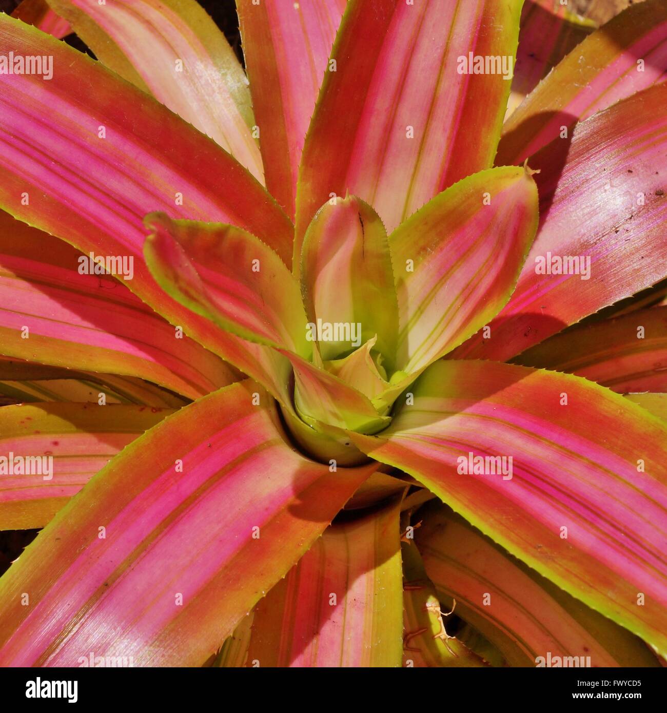 Rosa und gelbe Bromelie Pflanze Rosette der Bltter Stockfotografie - Alamy