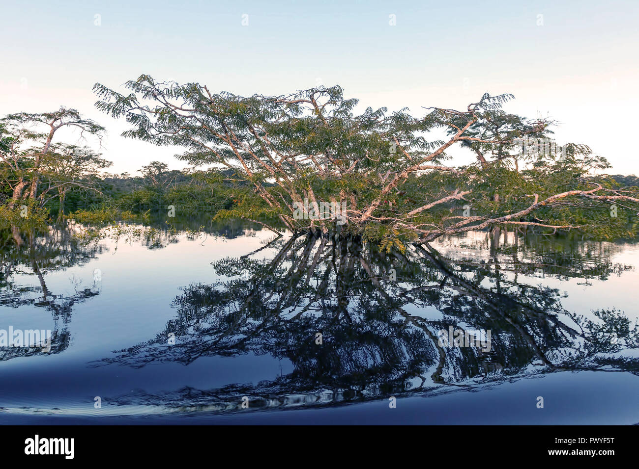Wasser Bäume sind verschiedene große und umfangreiche Arten der Bäume bis zum Medium Höhe und Sträucher Stockfoto