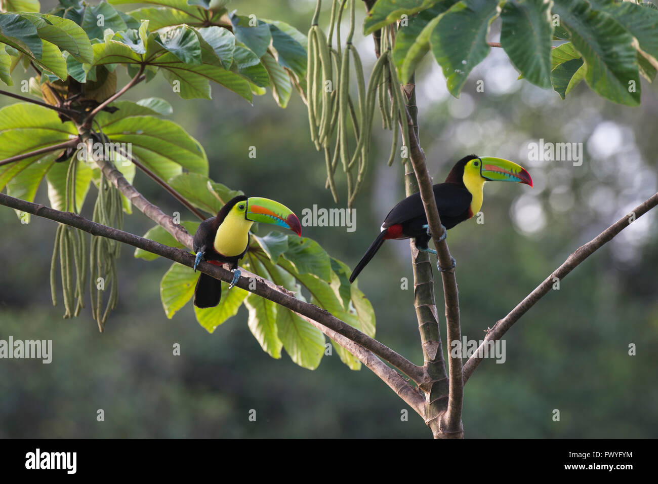 Kiel-billed Toucan (Ramphastus Sulfuratos) in einem Baum, Provinz Heredia, Costa Rica Stockfoto