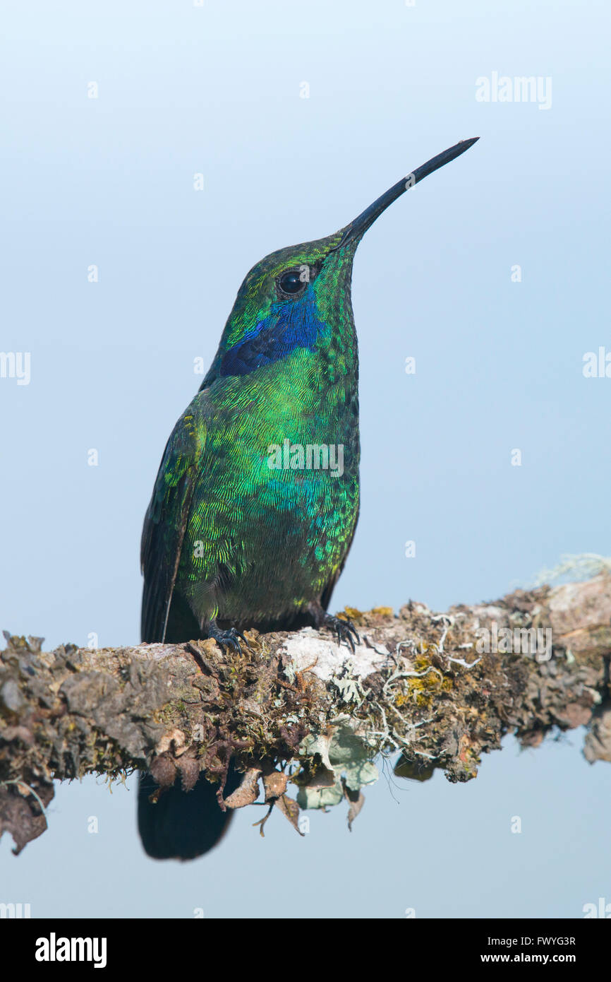 Grüne Violetear (Colibri Thalassinus) auf Ast, Los Quetzales Nationalpark, Costa Rica Stockfoto