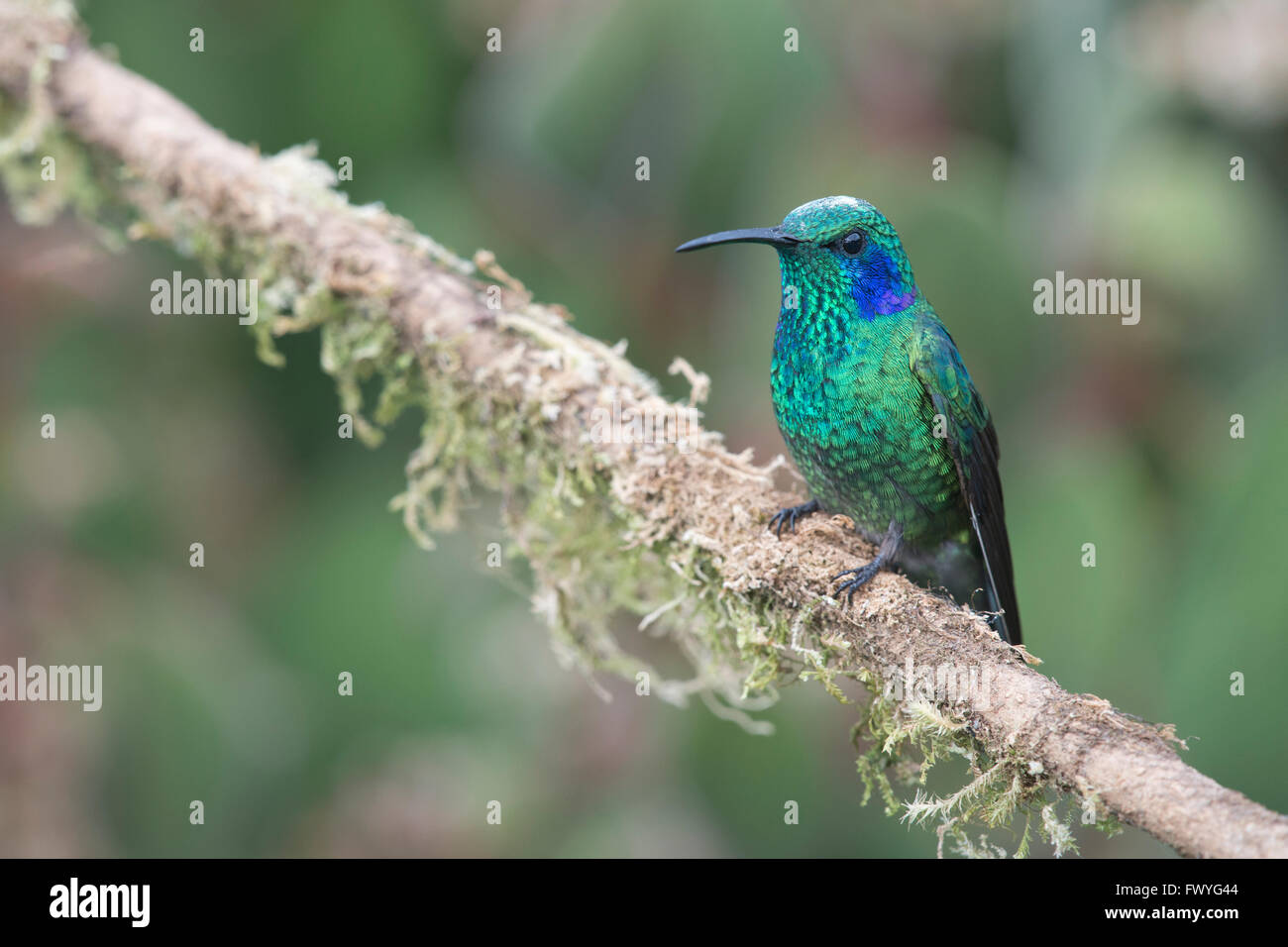 Grüne Violetear (Colibri Thalassinus) auf Ast, Los Quetzales Nationalpark, Costa Rica Stockfoto