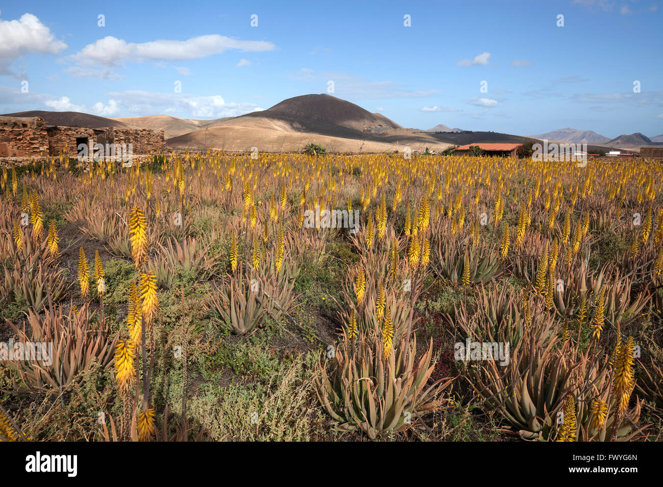 Feld mit Aloe (Aloe Vera), blühend, Fuerteventura, Kanarische Inseln, Spanien Stockfoto