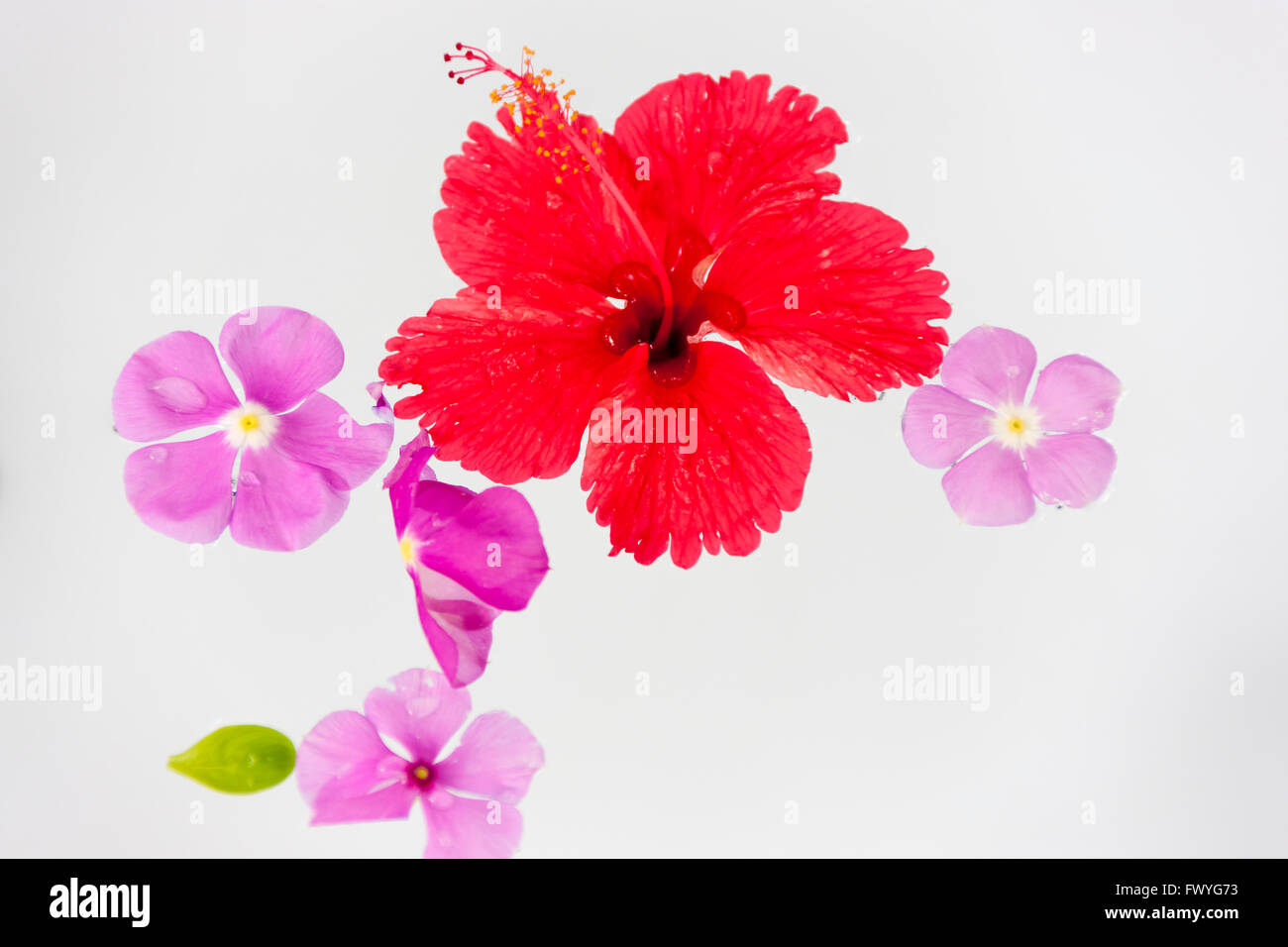 Blume im Wasserkrug, Malediven Stockfoto