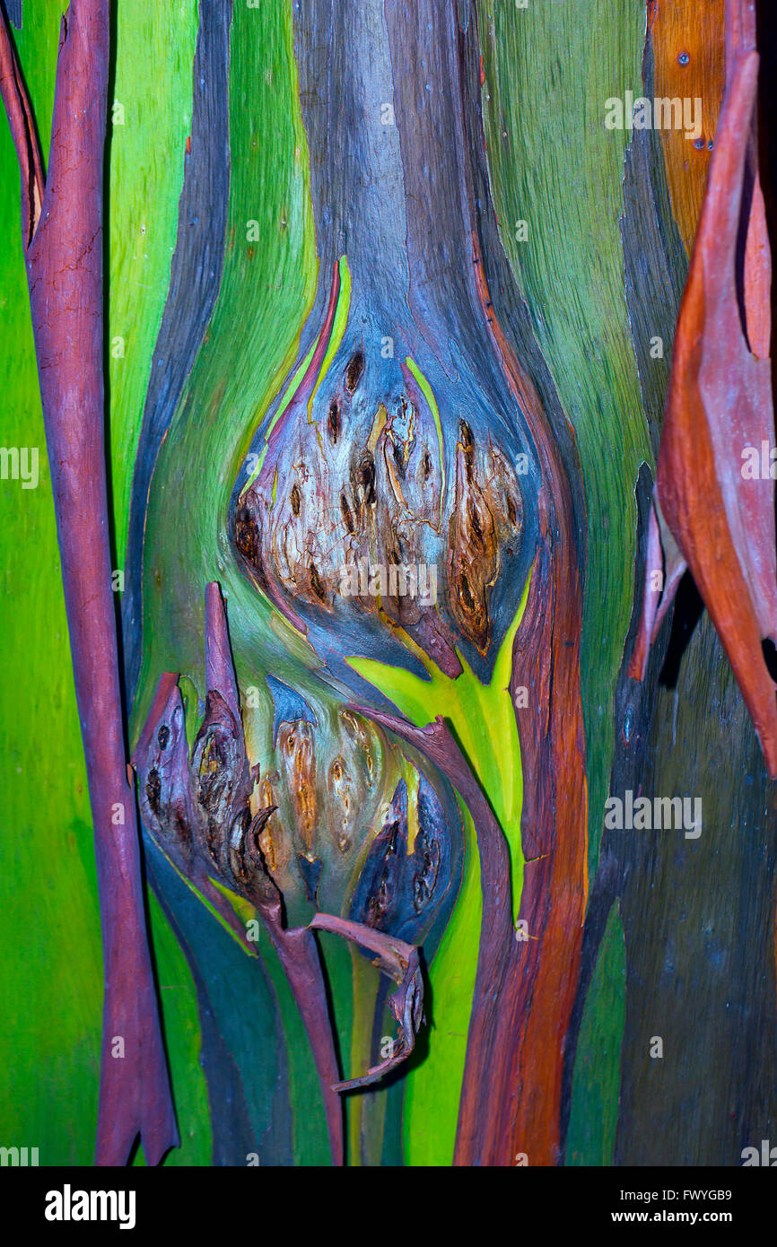 Bunte Rinde am Stamm eines Baumes Regenbogen Eukalyptus (Eucalyptus Deglupta), Chiang Mai, Thailand Stockfoto