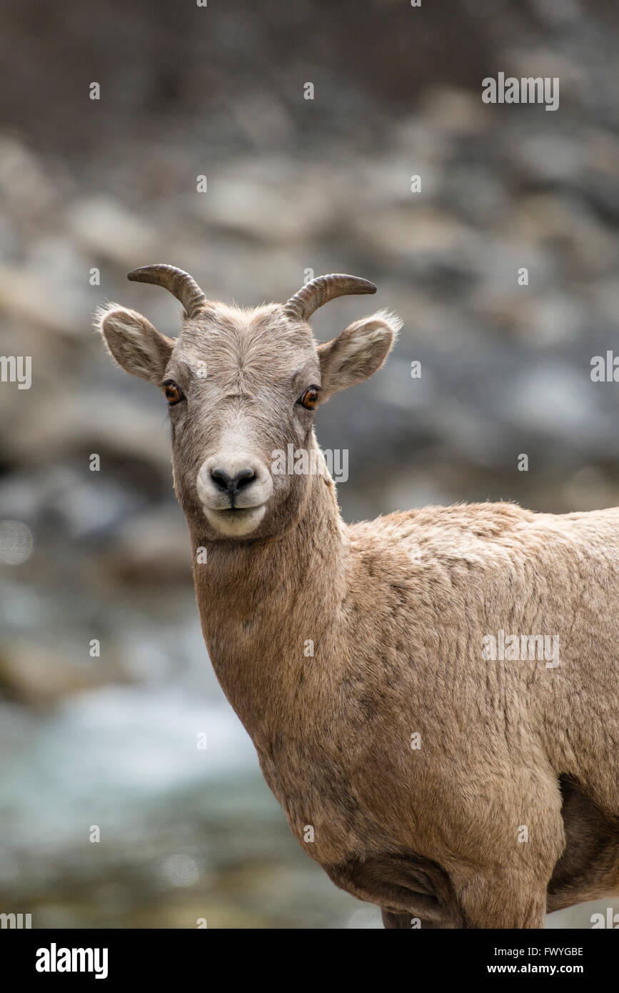 Dickhornschaf (Ovis Canadensis), Porträt des jungen, Banff Nationalpark, Kanadische Rockies, Provinz Alberta, Kanada Stockfoto