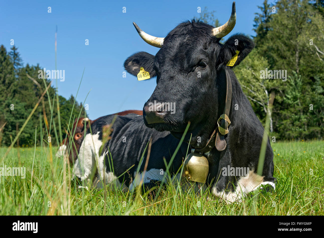 Schwarz / Weiß Kuh mit Kuhglocke liegen auf der Weide, Hausrind (Bos Primigenius Taurus), Sachsenkam, Oberbayern Stockfoto