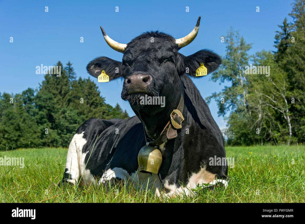 Schwarz / Weiß Kuh mit Kuhglocke liegen auf der Weide, Hausrind (Bos Primigenius Taurus), Sachsenkam, Oberbayern Stockfoto