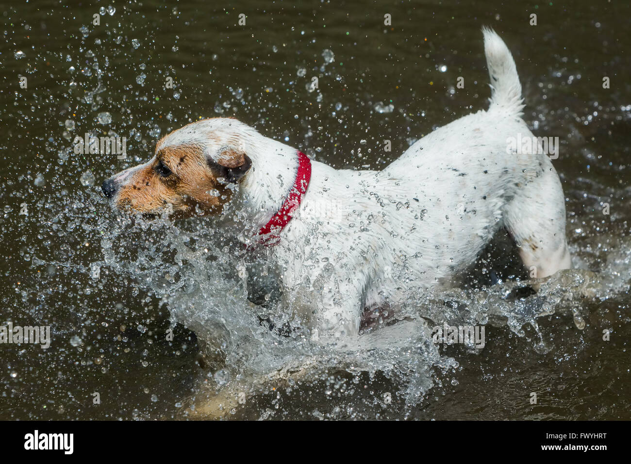 Happy Jack-Russell-Terrier Hündin spielen im Ozean Stockfoto