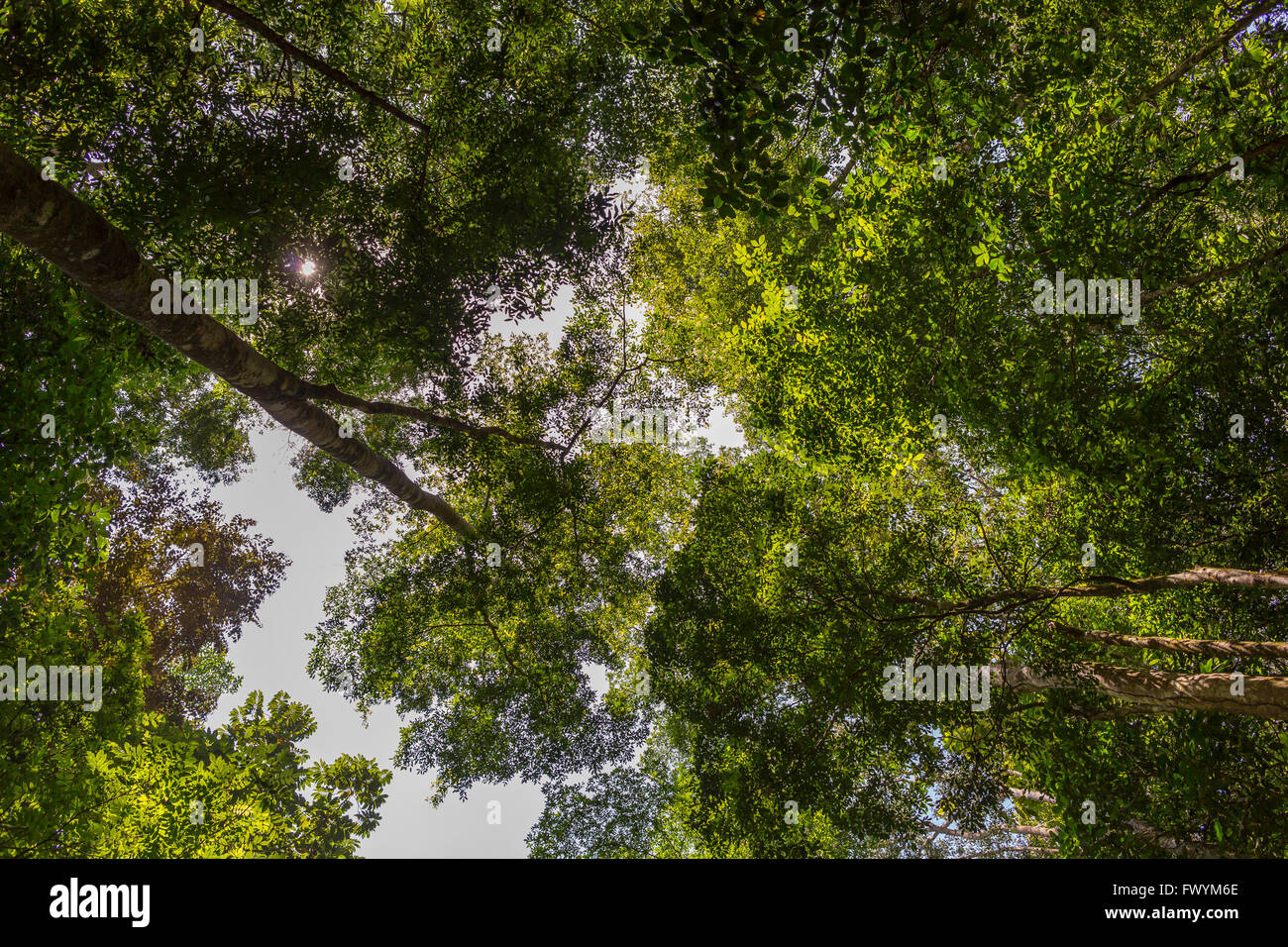 Die Halbinsel OSA, COSTA RICA - Bäume und Baldachin im Regenwald. Stockfoto