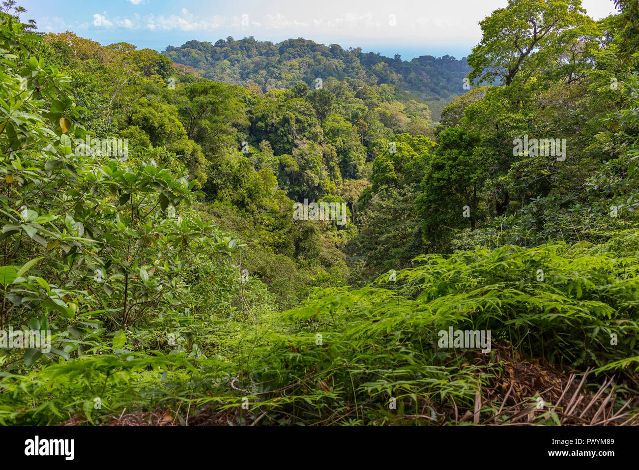 Die Halbinsel OSA, COSTA RICA - Bäume im primären Regenwald. Stockfoto
