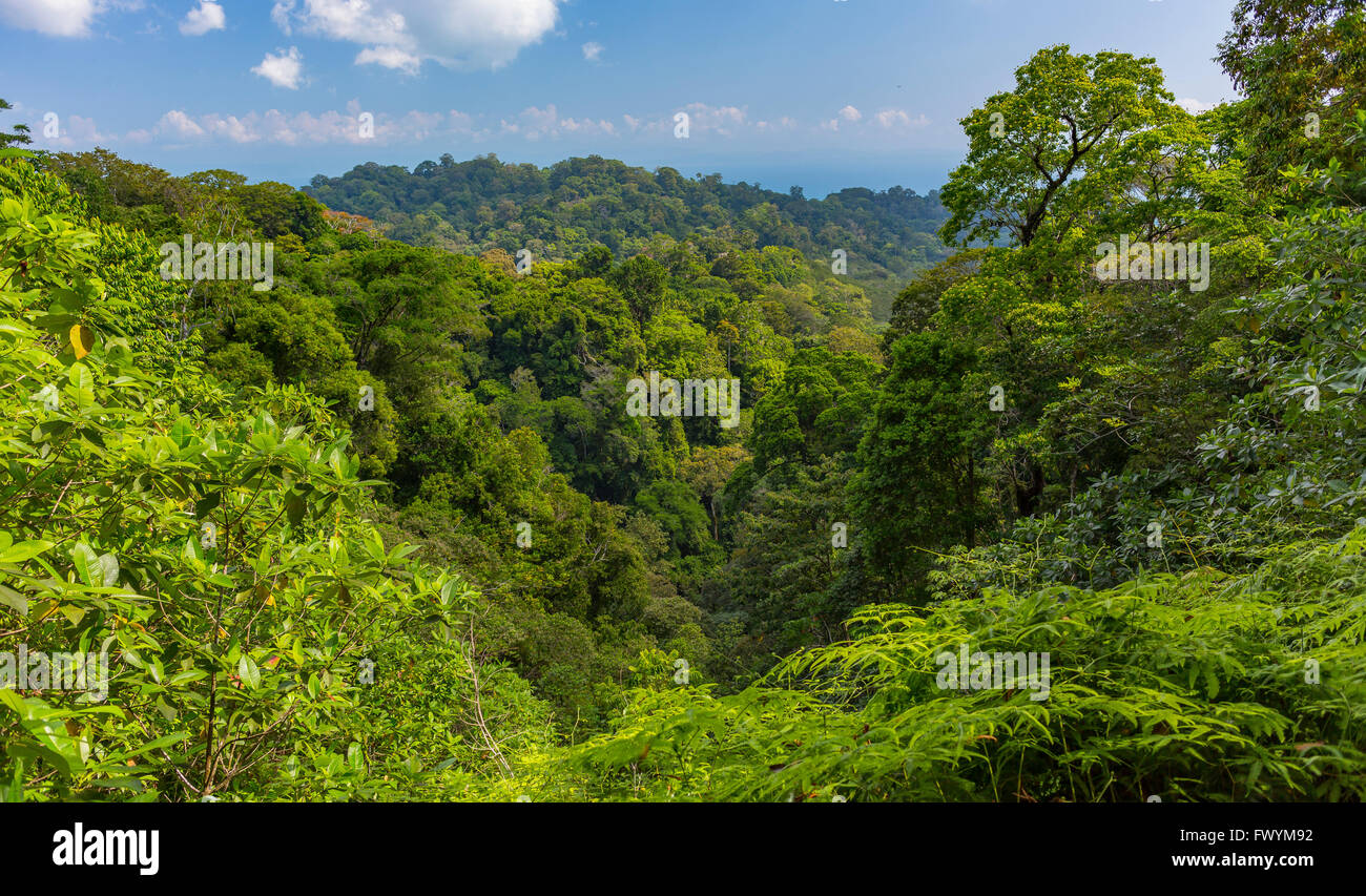 Die Halbinsel OSA, COSTA RICA - Bäume im primären Regenwald. Stockfoto