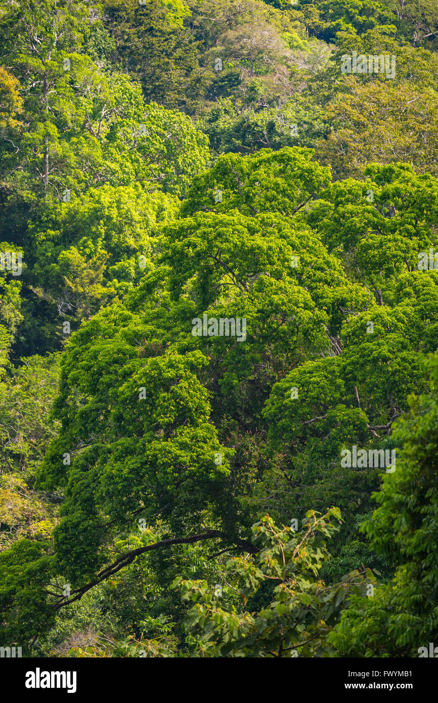 Die Halbinsel OSA, COSTA RICA - Bäume im primären Regenwald. Stockfoto