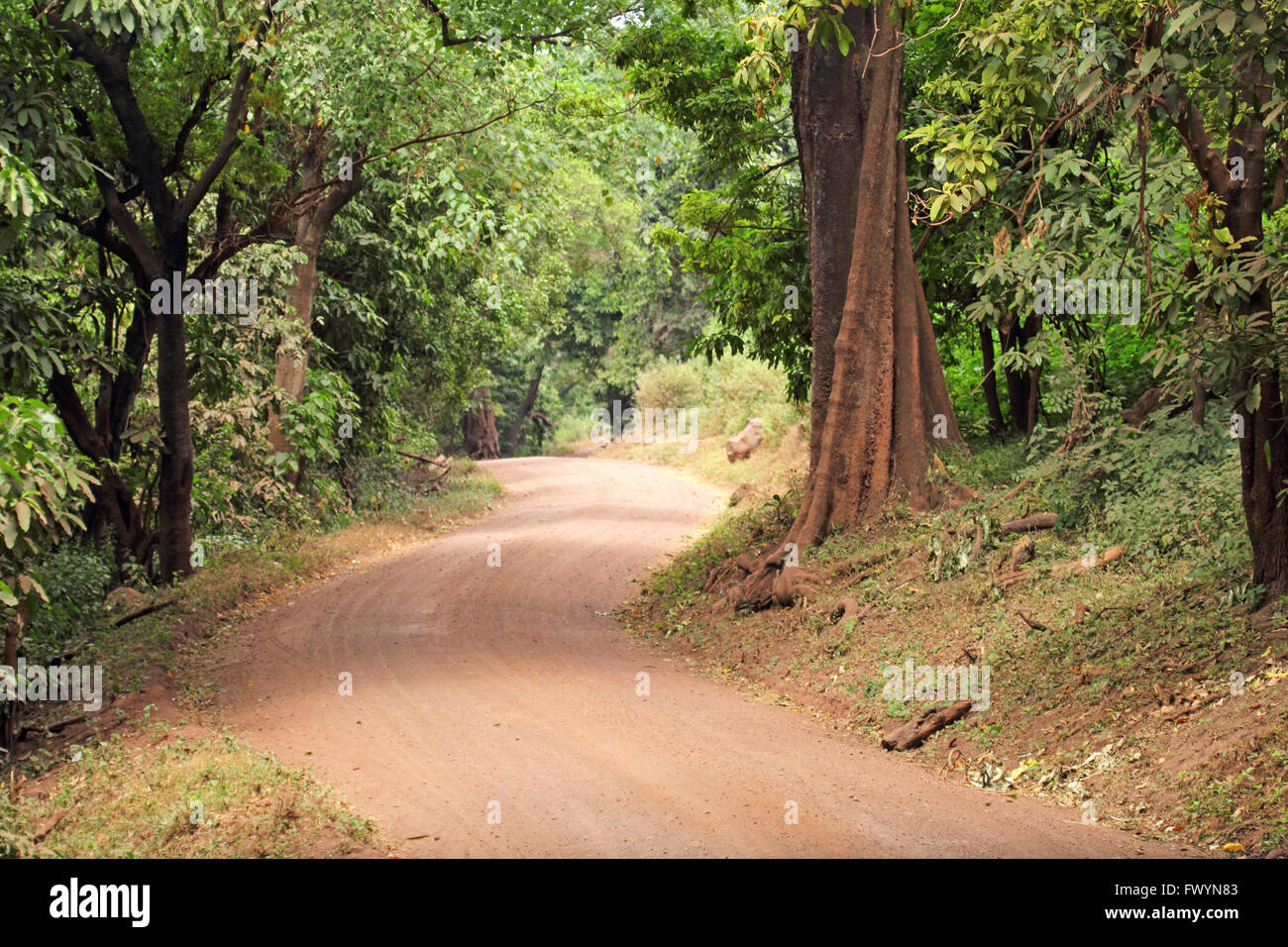 Endlose Straße im Wald von Lake Manyara National Park in Tansania. Stockfoto