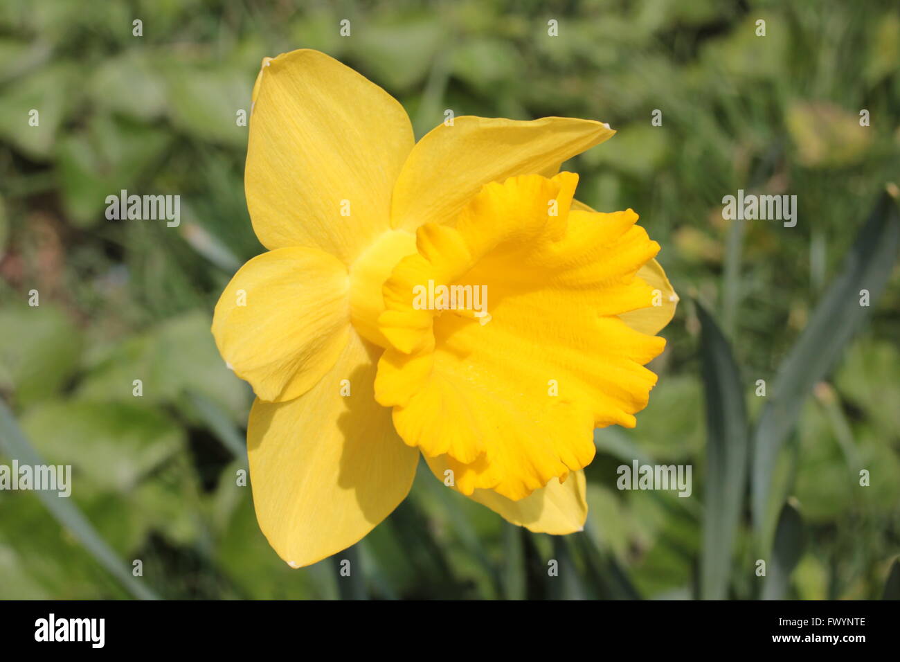 Leuchtend gelbe Narzisse Stockfoto