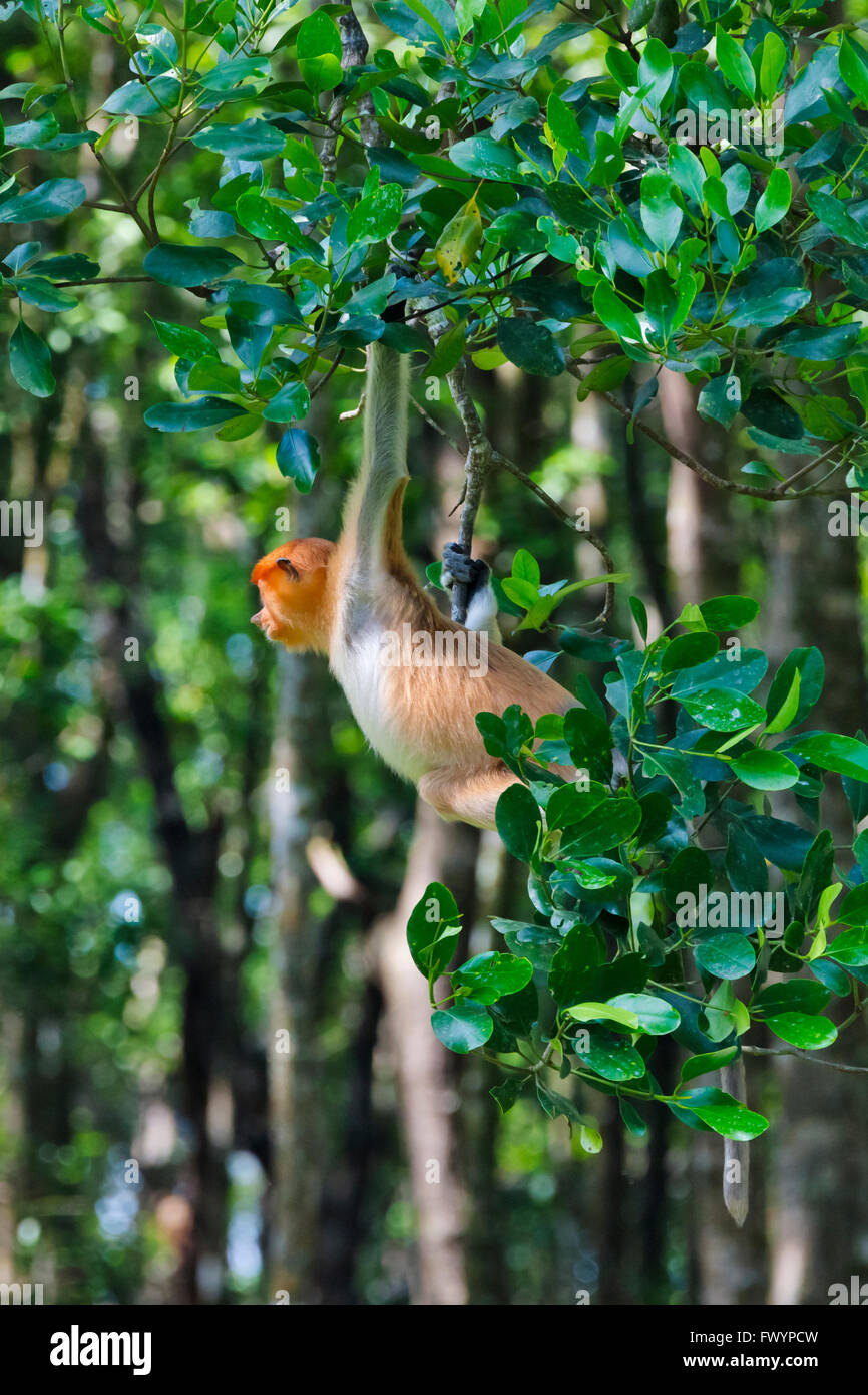 Nasenaffe (Nasalis Larvatus), Sandakan, Borneo, Malaysia Stockfoto