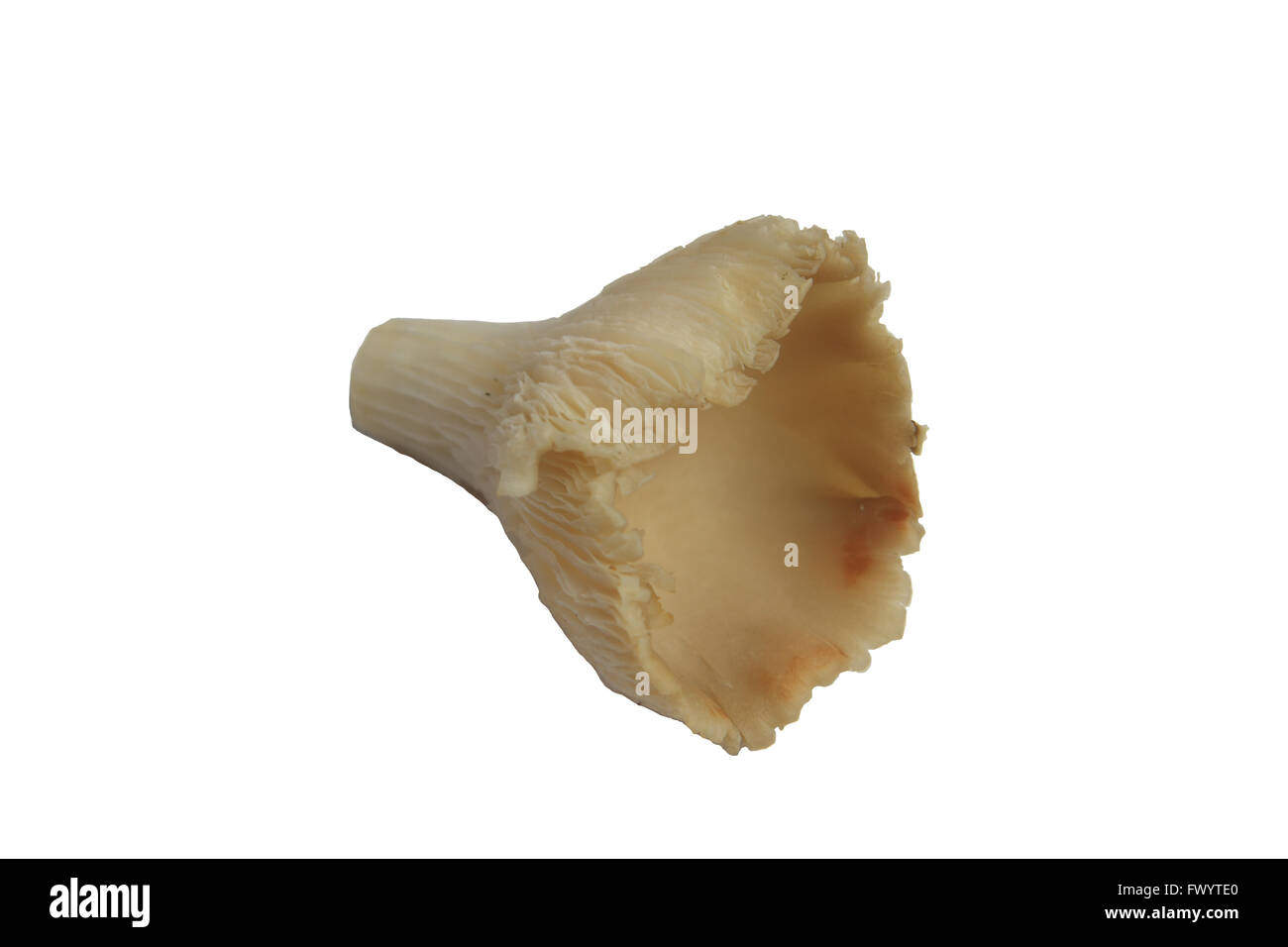 Austernpilze auf weißem Hintergrund Stockfoto