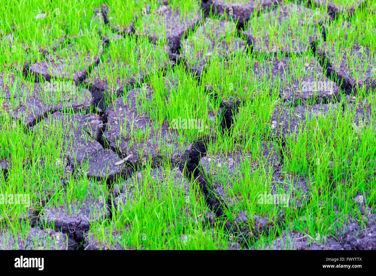 Rasen wächst auf die trockene rissige Erde Nahaufnahme Stockfoto