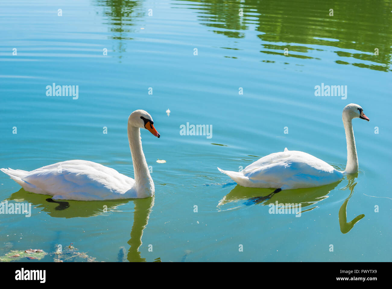 paar schöne weiße Schwäne auf einem Teich an einem sonnigen Tag Stockfoto