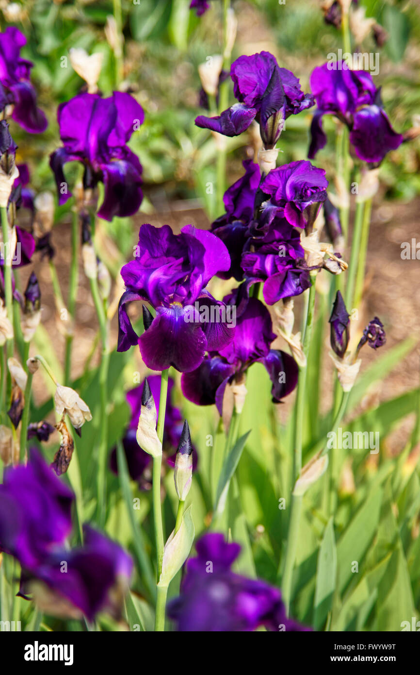 Lila Iris im Küchengarten in Audley Stockfoto