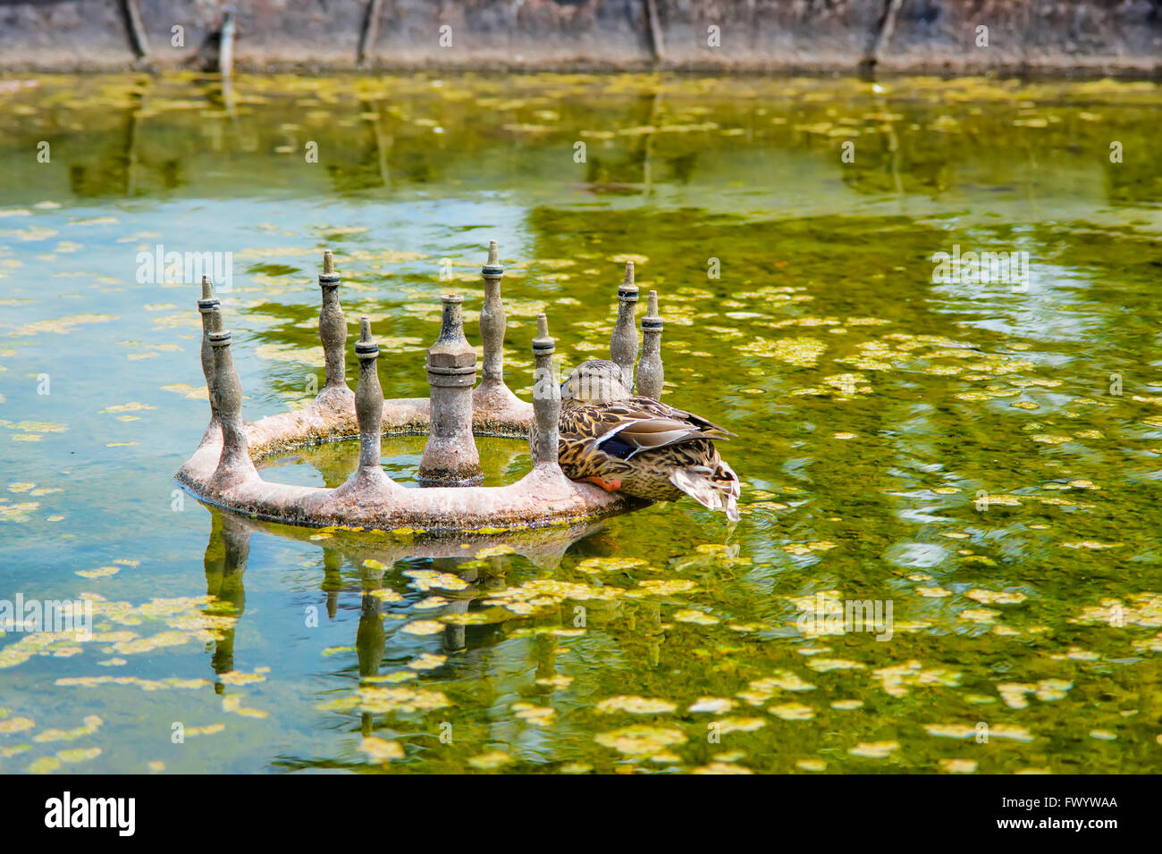 Gans im Teich von Audley End House in Essex in England. Es ist eine mittelalterliche Landhaus. Jetzt ist es unter Schutz von English Heritage. Stockfoto