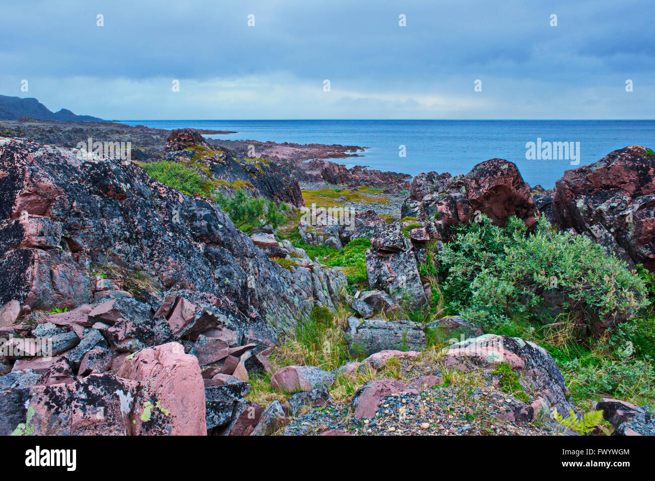 Eine kleine Weide ist hinter einem schützenden Felsen an der Küste des Varangerfjorden in arktischen Norwegen hocken. Stockfoto