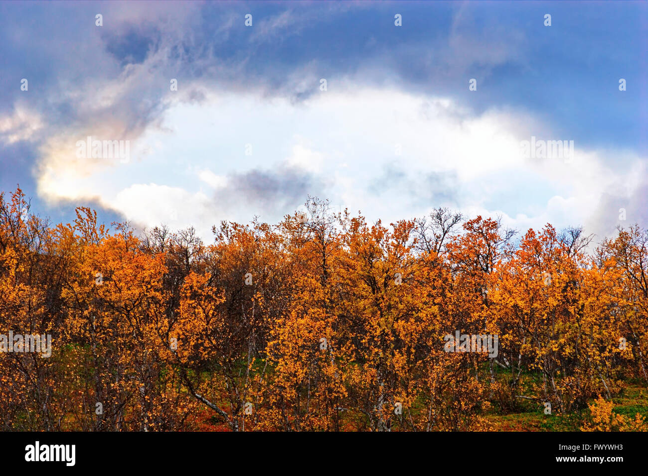 Birken sind an einem sonnigen Herbsttag in Schwedisch-Lappland im Wind bewegen. Stockfoto
