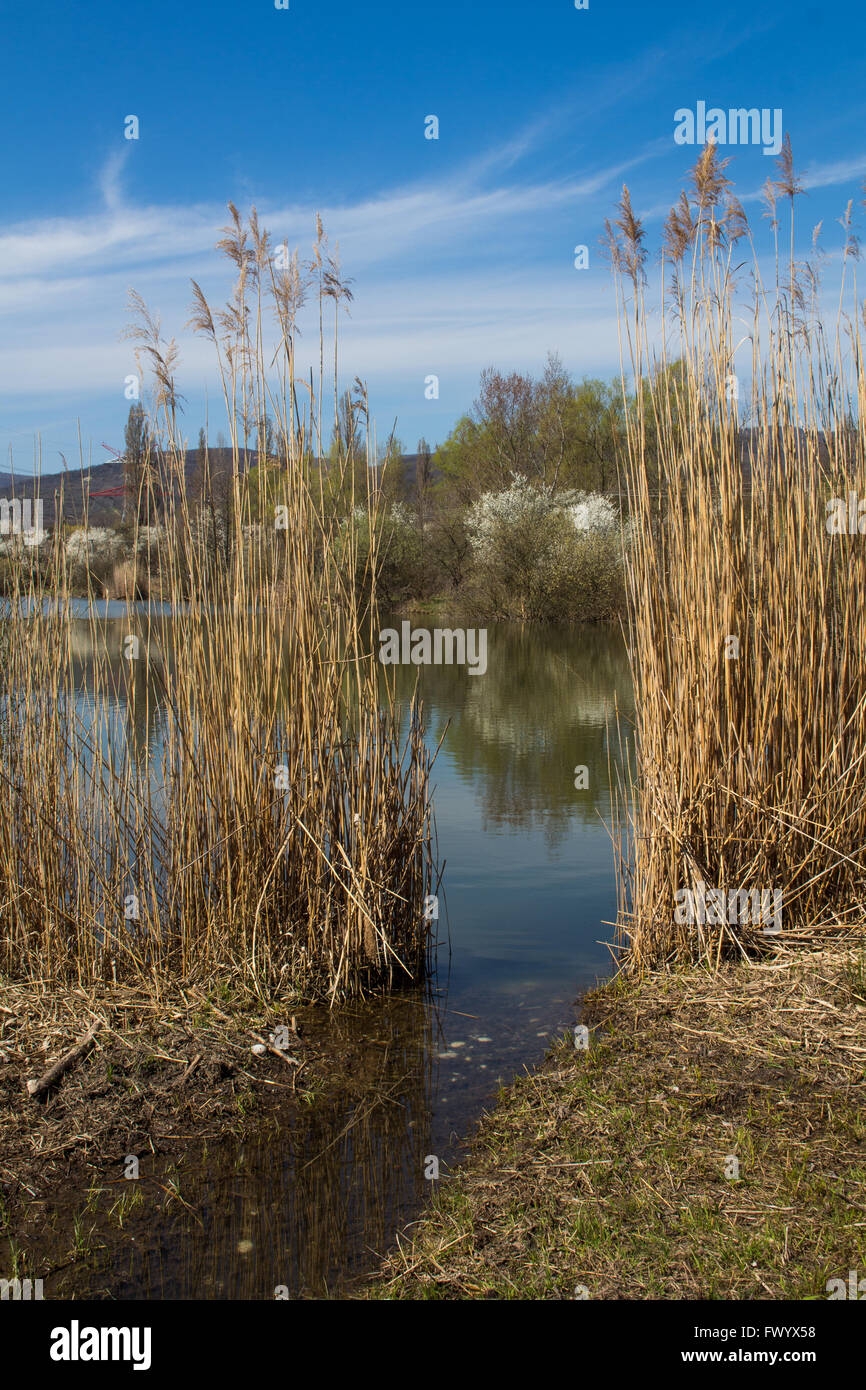 See in Sur, in der Nähe von Bratislava, Slowakei im zeitigen Frühjahr. Hohe Gräser rund um den See. Reflexion eines Himmels und Blüte Stockfoto